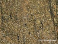 images/Oiseaux/oiseaux-(12) copie.jpg